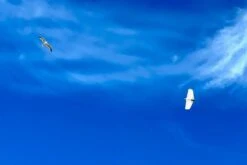 Dream-Flight Weasel-Trek 90cm -RC Models Store dream flight weasel trek 90cm 50